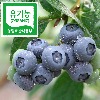[특상품] 유기농 블루베리생과 2kg